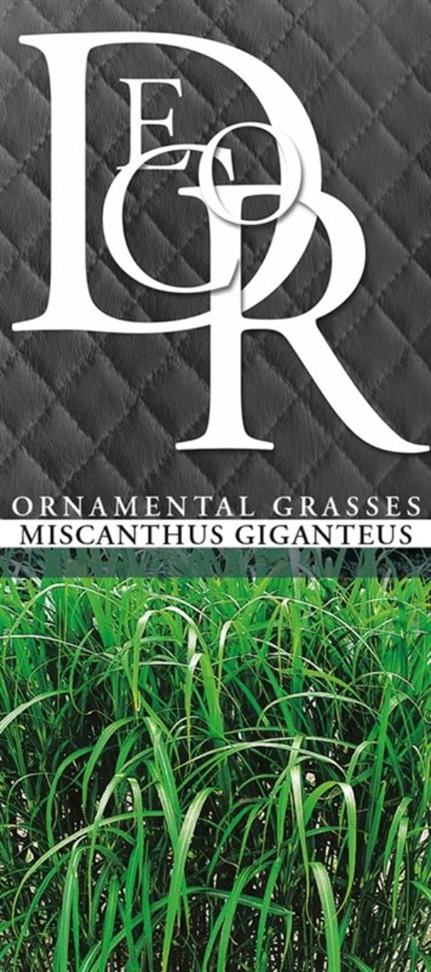 Miscanthus giganteus - C2